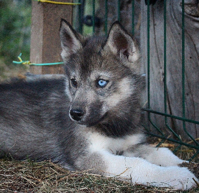 Nordics Paradise - Siberian Husky - Portée née le 17/05/2023